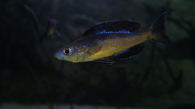 Cyprichromis microlepidotus 'Bilila (Kavala) Island'
